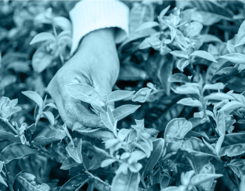 Camellia – Driving sustainability success at Kenyan tea factories