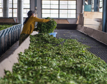 A more sustainable cup of tea: Driving sustainability at Kenyan tea factories